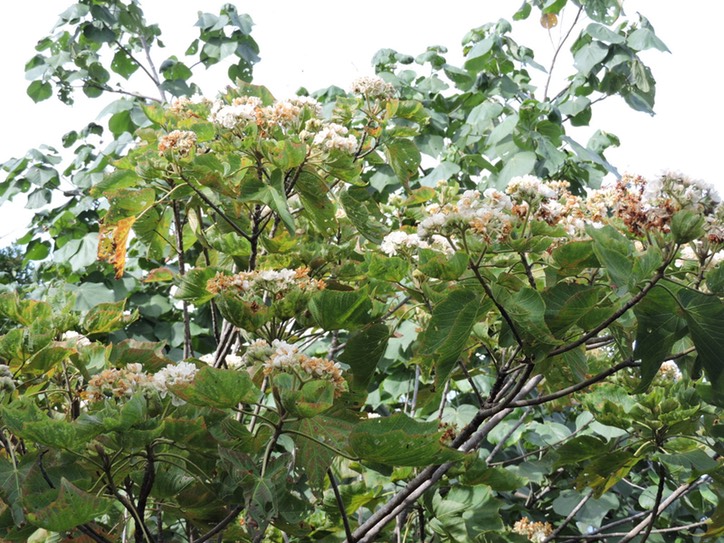 40 Fleurs de mahot tantan 