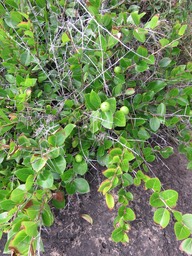 6 Flacourtia indica,Prune malgache,Salicaceae,Exotique
