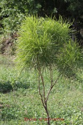 Bois d'arnette- Dodonea viscosa- Sapindacée- I