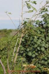 Bois de demoiselle- Phyllanthus casticum - Phyllanthacée - I