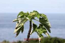 Bois d'ortie- Obetia ficifolia