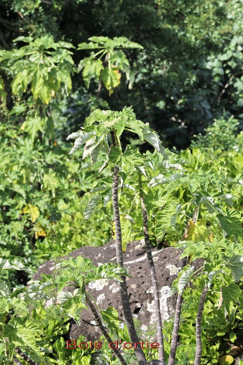 Bois d'ortie- Obetia filicilia- Urticacée - B R