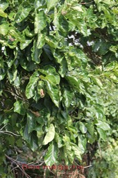 Bois malgache- Ehretia cymosa- Boraginacée - I