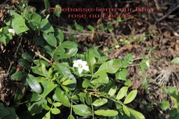 Calebasse lierre - Coccinia grandis- Cucurbitacée - exo