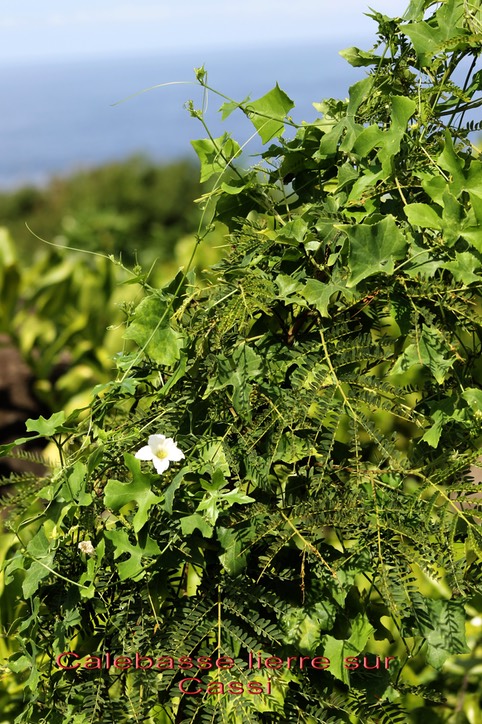 Calebasse lierre - Coccinia grandis