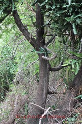Euphorbia lactea- Euphorbiacée - exo