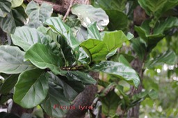Ficus lyre- Ficus lyrata- Moracée - exo