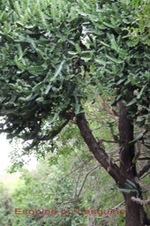 Lesquine- Euphorbia lactea- Euphorbiacée - exo