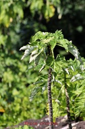Obetia ficifolia- Urticacée - Réunion et Rodrigues