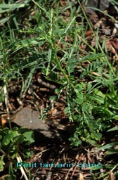 Petit tamarin blanc- Phyllanthus amarus- Phyllanthacée - exo