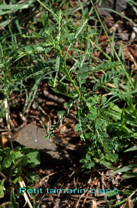 Petit tamarin blanc- Phyllanthus amarus- Phyllanthacée - exo