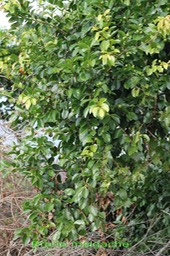 Prune malgache- Flacourtia indica- exo