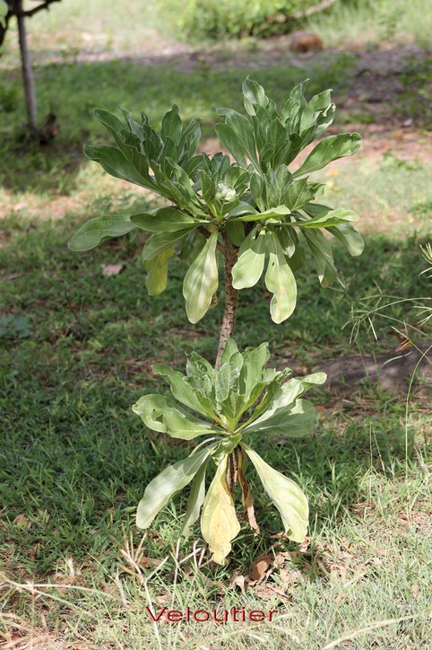 Veloutier - Heliotropium foertherianum ex Tournefortia argentea- Boraginacée - I