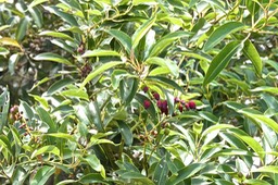 Agarista salicifolia.bois de rempart.ericaceae.indigène Réunion.P1020628