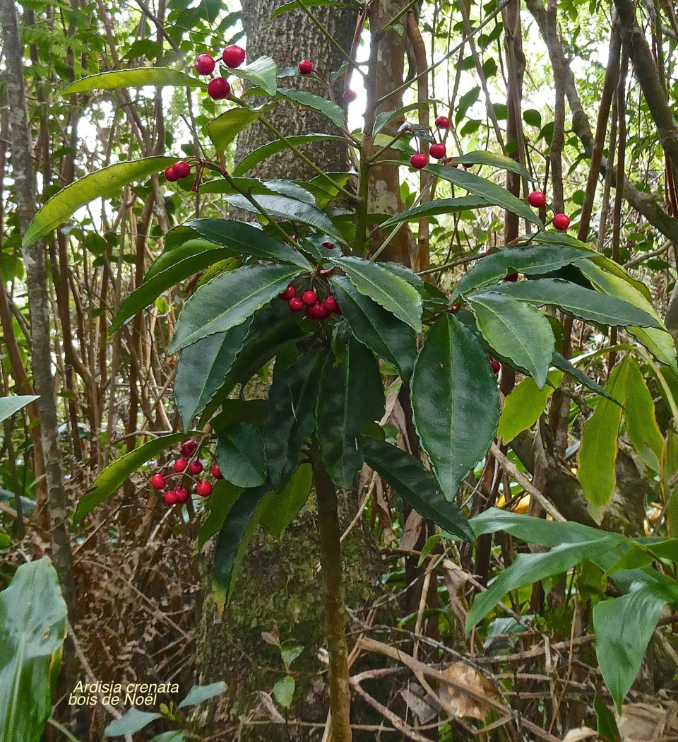 Ardisia crenata .bois de Noël.primulaceae.espèce envahissante.P1020652