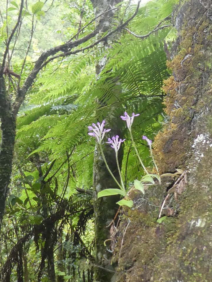 Arnottia inermis - ORCHIDOIDEAE - Endémique Réunion, Maurice - P1020824