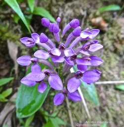 Arnottia mauritiana.Cynorkis inermis.orchidaceae;endémique Réunion Maurice.P1020833