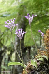 Arnottia mauritiana.Cynorkis inermis. orchidaceae.endémique Réunion Maurice.P1020843