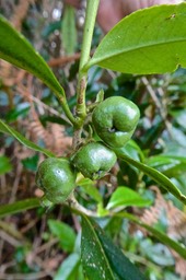 Camellia sinensis. théier .(fruits ) theaceae.P1020648