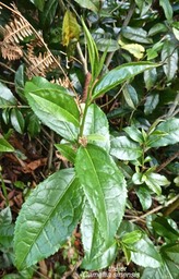 Camellia sinensis .théier.theaceae .P1020649