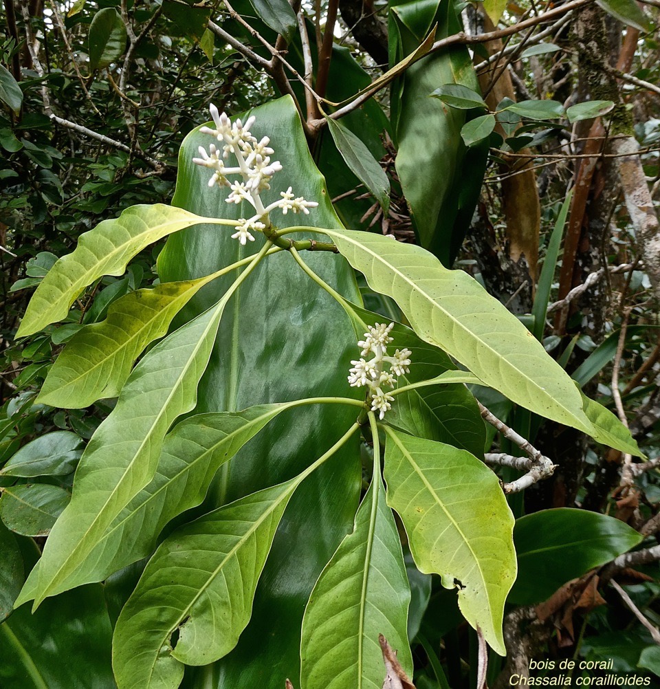 Chassalia corailliodes.bois de corail.rubiaceae.endémique Réunion.P1020653