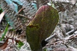 Cynorkis discolor . (feuille face inférieure rougeâtre ) orchidaceae .endémique Réunion.P1020802