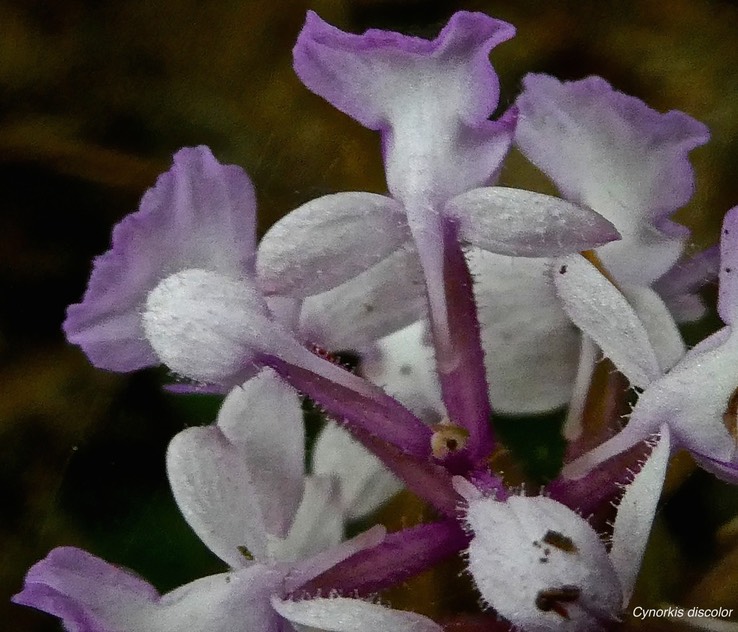 Cynorkis discolor.(éperon fin avec un petit renflement à son extrémité )orchidaceae. endémique Réunion.P1020801