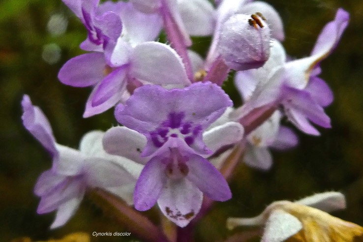 Cynorkis discolor.orchidaceae.endémique Réunion.P1020790