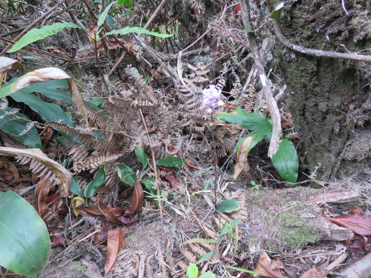 18 Cynorkis ridleyi - Ø - Orchidaceae - indigène Réunion