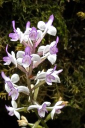 Cynorkis ridleyi.Cynorkis variegata .orchidaceae. indigène Réunion. P1020783