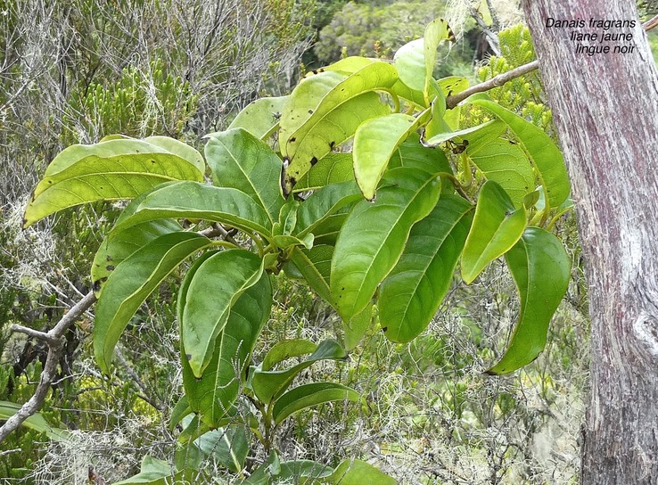 Danais fragrans .liane jaune .lingue noir.rubiaceae.indigène Réunion.P1020694