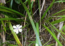 Dietes iridioides .iris sauvage. iridaceae. espèce potentiellement envahissante.P1020556