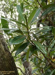 Gaertnera vaginata.losto café.rubiaceae.endémique Réunion.P1020633