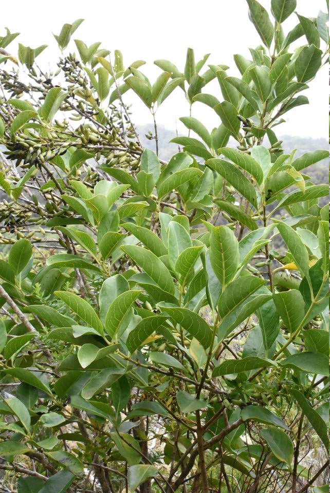 Geniostoma borbonicum - Bois de piment - LOGANIACEAE - Endémique Réunion, Maurice