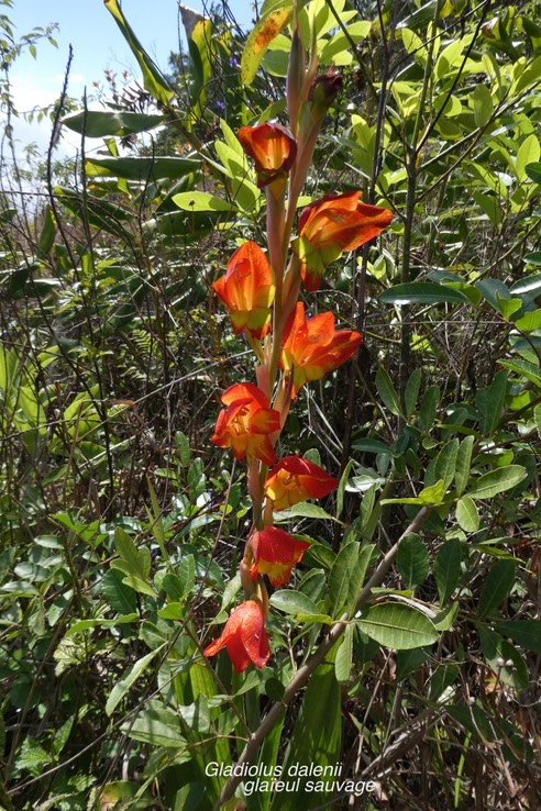 Gladiolus dalenii.glaïeul sauvage.(inflorescence parmi diverses pestes végétales ).iridaceae.espèce envahissante.P1020544