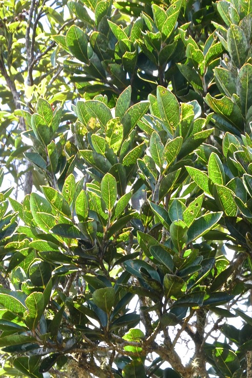 Homalium paniculatum.corce blanc.bois de bassin.salicaceae.endémique Réunion Maurice.P1020593