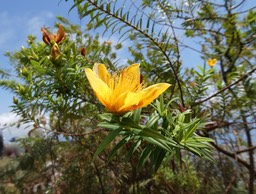 Hypericum lanceolatum subsp lanceolatum.fleur jaune des bas .hypericaceae.indigène Mascareignes.P1020608