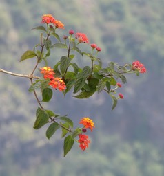 Lantana camara.galabert.verbenaceae. espèce envahissante.P1020619