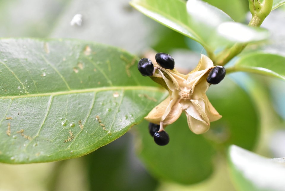 Melicope borbonica (fruit) - Catafaye - RUTACEAE -Endémique Réunion 