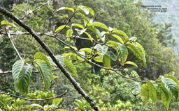 Mussaenda landia.quinquina du pays.lingue en arbre.rubiaceae.endémique Réunion Maurice.P1020850