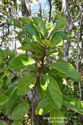 Nuxia verticillata .bois maigre.stilbaceae.endémique Réunion Maurice.P1020589