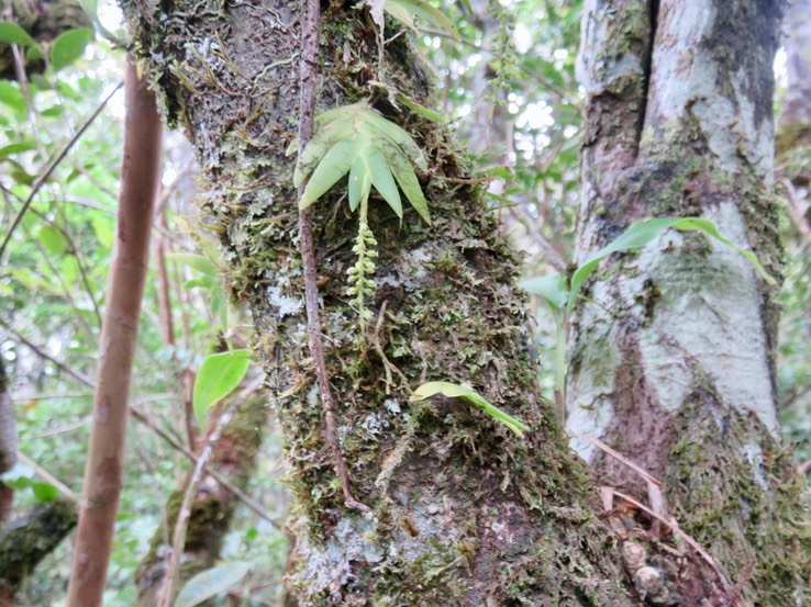 13 Oberonia disticha - EPIDENDROIDEAE - Indigène Réunion