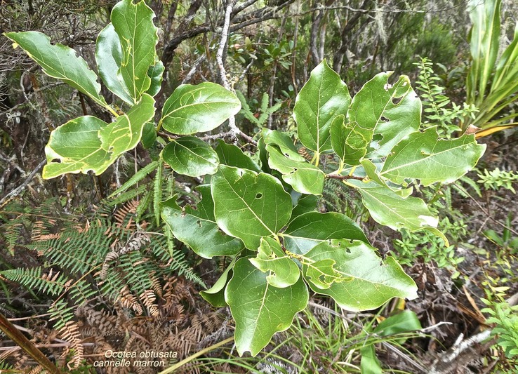 Ocotea obtusata .cannelle marron.lauraceae.endémique Réunion Maurice.P1020700