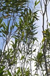 Olea lancea.bois d'olive blanc.oleaceae;indigène Réunion.P1020587