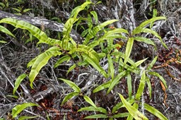Oleandra distenta.fougère liane.oleandraceae.indigène Réunion.P1020680