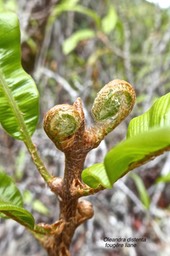 Oleandra distenta.fougère liane.oleandraceae.indigène Réunion.P1020682