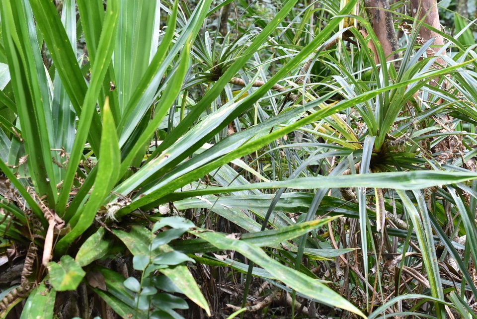 Pandanus purpurascens (1er plan), sylvestris (2nd plan) - Vacoa des hauts et petit vacoa - PANDANACEAE - Endémique Réunion