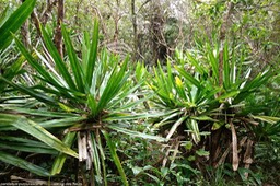 Pandanus purpurascens.vacoa des hauts. pandanaceae.endémique Réunion.P1020735