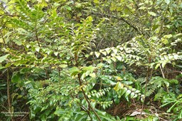 Phyllanthus phillyreifolius. bois de négresse .phyllanthaceae.endémique Réunion Maurice.P1020668