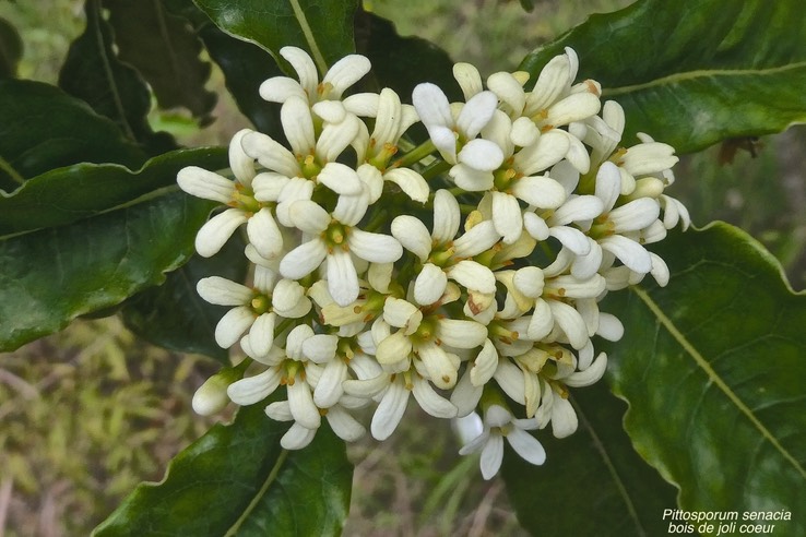 Pittosporum senacia.Bois de joli coeur. pittosporaceae.P1020551